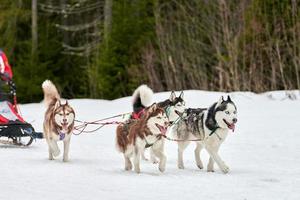 carreras de perros de trineo husky foto