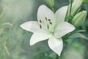 Lilium candidum flower photo