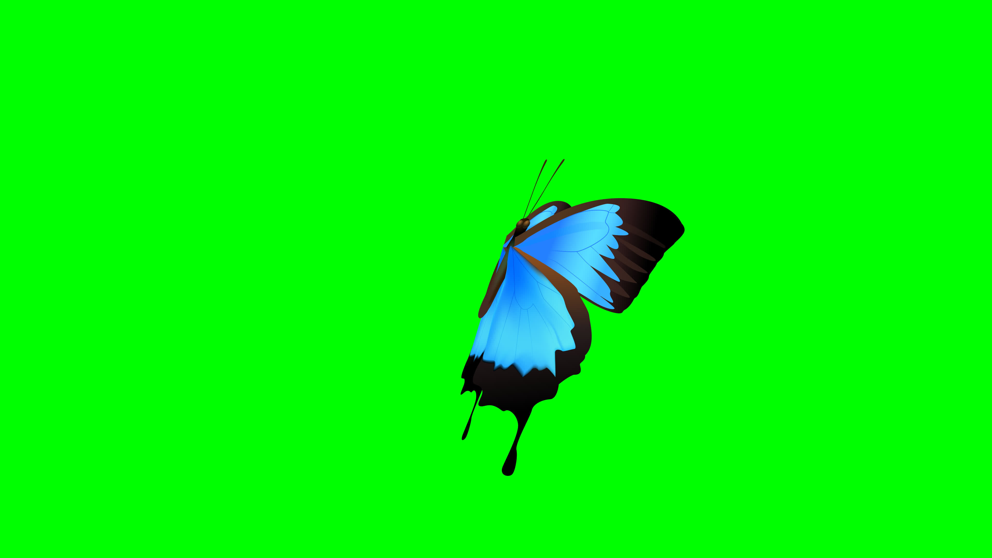Single Butterfly Animation Green Screen 18904525 Stock Video at Vecteezy