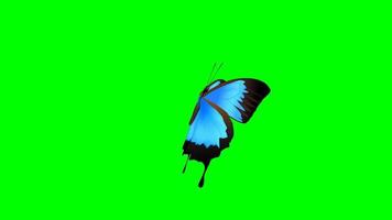 pantalla verde de animación de mariposa única video