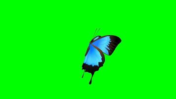 Butterfly Animation Stock Video Footage for Free Download Butterfly Animation Stock Video Footage for Free Download