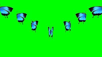 groep van vlinder vliegend video