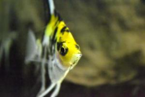 White, Yellow and Black Scalar Fish Swimming in Home Aquarium photo