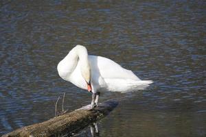 White Swan Standing on Shore photo