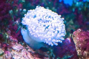 Coral Reef in Aquarium - Cnidaria photo