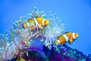 Two White and Orange Anemone Clownfish, Coral Reef photo