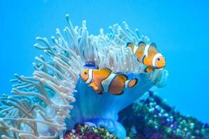 Two White and Orange Anemone Clownfish, Coral Reef photo