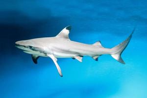 Carcharhinus Melanopterus Shark Swimming underwater, Blue Background photo