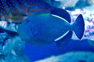 Dark Blue Marine Fish with White Stripes photo