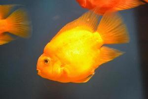 Orange Parrot Cichlids, Blue Background photo