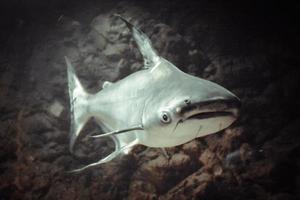 pangasianodon hypoththalmus - tiburón gris, fondo oscuro foto