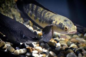 Channa Argus Fish photo