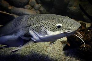 Phractocephalus Hemioliopterus - Grey, Spotted, Redtail Catfish photo