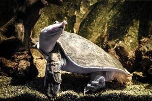 Turtle Swimming under Water photo