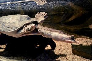 Turtle Swimming under Water photo