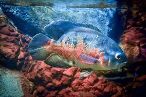 Astronotus Ocellatus Fish Swimming underwater photo