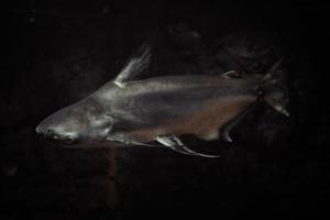 pangasianodon hypoththalmus - tiburón gris, fondo oscuro foto
