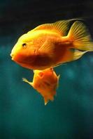 Orange Parrot Cichlids, Blue Background photo