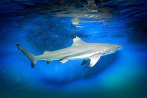 Carcharhinus Melanopterus Shark Swimming underwater, Blue Background