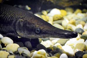 Channa Argus Fish - Close-up on Head photo