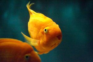 Orange Parrot Cichlid, Blue Background photo