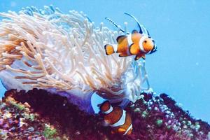 Two White and Orange Anemone Clownfish, Coral Reef photo