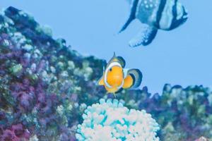 White and Orange Anemone Clownfish, Coral Reef photo