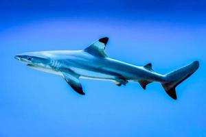 carcharhinus melanopterus tiburón nadando bajo el agua, fondo azul foto