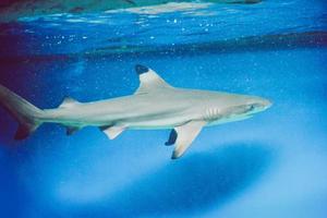 carcharhinus melanopterus tiburón nadando bajo el agua, fondo azul foto
