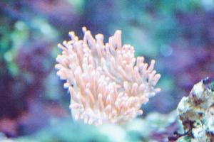 Coral Reef in Aquarium - Cnidaria photo