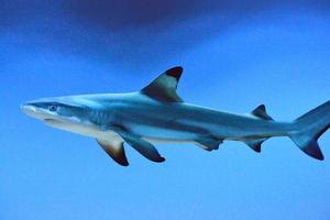 carcharhinus melanopterus tiburón nadando bajo el agua, fondo azul foto