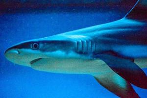 Carcharhinus Melanopterus Shark - Close-up on Head Photograph, Blue Background photo