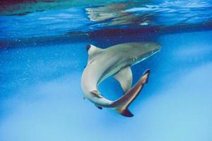 Carcharhinus Melanopterus Shark Swimming underwater, Blue Background
