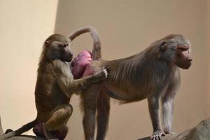 Two Baboons - one Holding Another photo