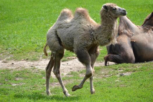 Camel Running on a Grass photo