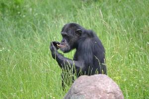 chimpancé sentado en la hierba foto