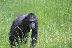 chimpancé caminando sobre la hierba foto