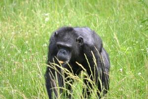 chimpancé caminando sobre la hierba foto