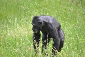 Chimpanzee Walking on Grass photo
