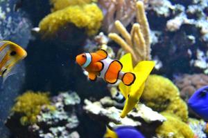 Coral Reef - Saltwater Fish photo