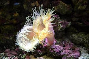 arrecife de coral, acuario de agua salada foto