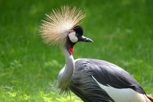 Crane Bird Standing on Grass photo