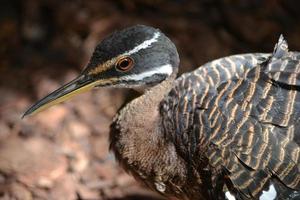 Crane Bird, Defocused Background photo