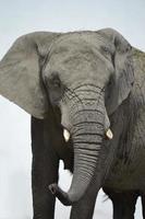 elefante africano - primer plano foto