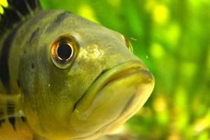 Piranha Fish - Pygocentrus Piraya photo