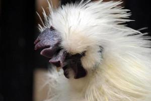 Exotic White Hen photo