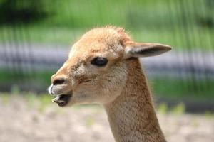 Lama - Close-up Photograph photo