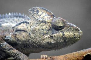 Lizard Sitting on a Branch photo