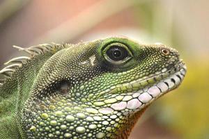 Lizard - Close-up on Head photo