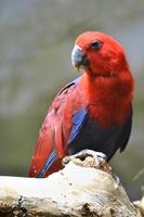 Red Eclectus Parrot, Selective Focus photo